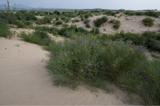 沙丘上的植被
