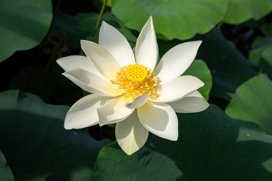 白荷花