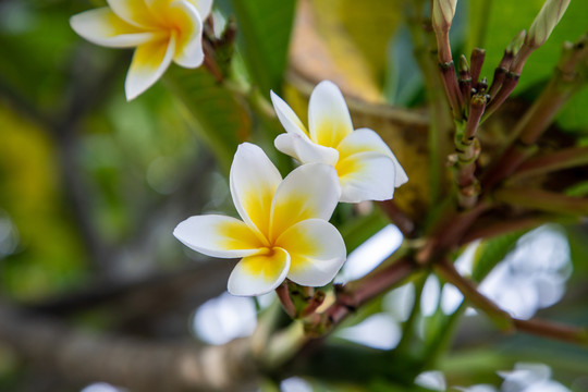 白鸡蛋花