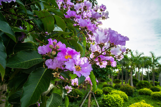 紫薇花