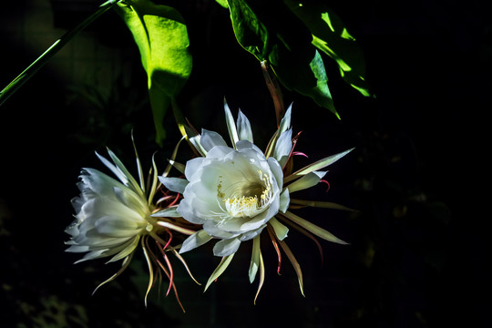 昙花