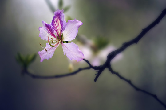 紫荆花