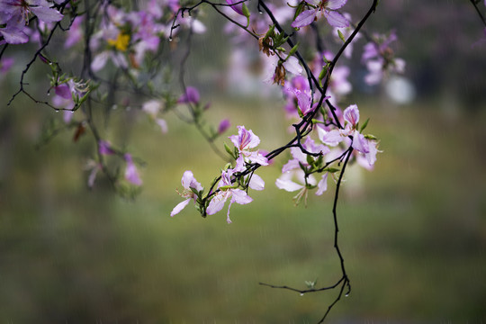 紫荆花