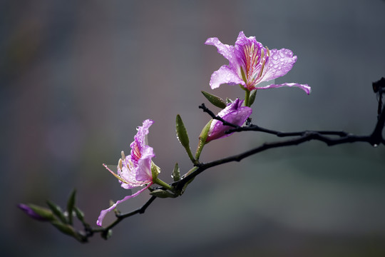 紫荆花