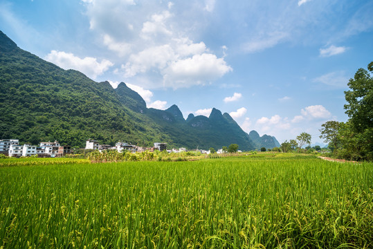 山间稻田