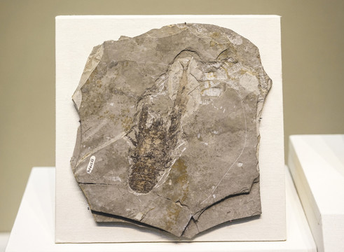 奇异环足虾化石