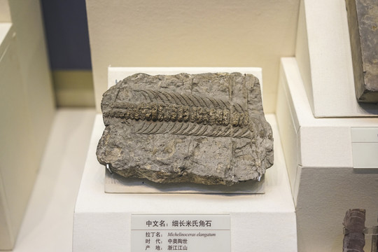 米氏角石化石