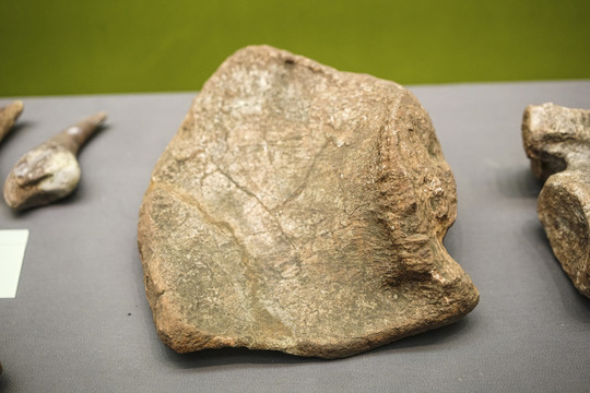 金山龙乌喙骨化石