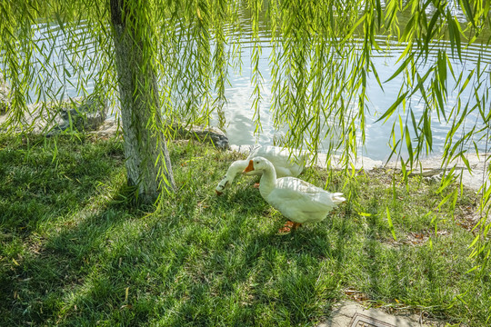 养鹅场高清大图