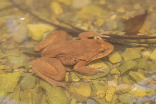 野生石蛙