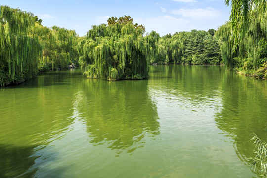 大明湖湖景