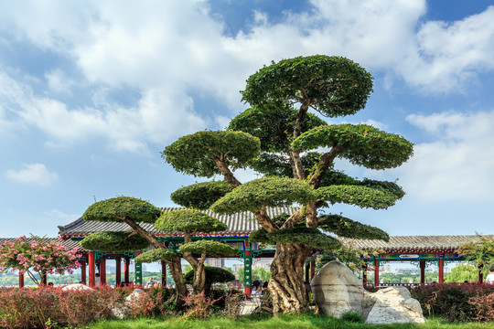 济南大明湖公园景观树