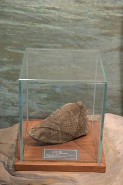 重庆鱼化石
