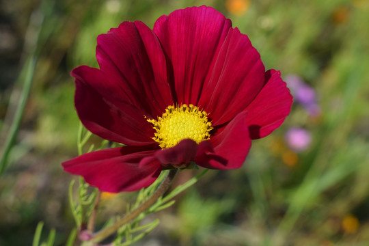 格桑花波斯菊