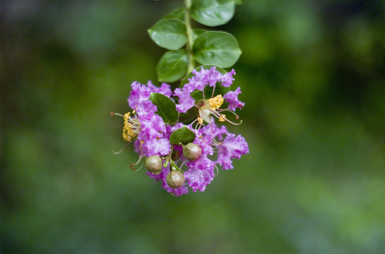 雨后的花