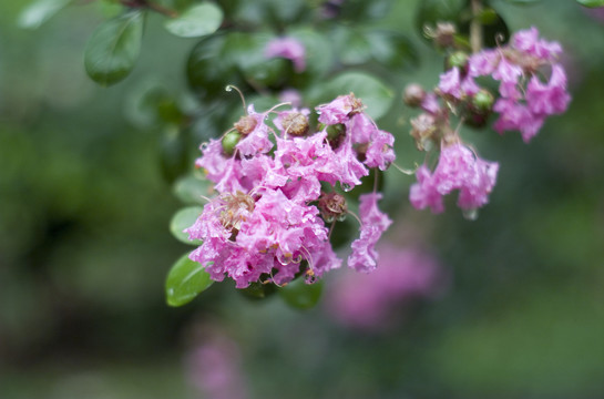 雨后的花