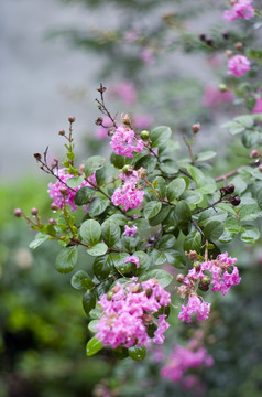 雨后的花