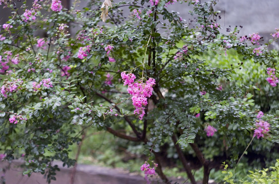 雨后的花