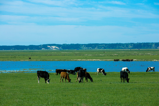 夏季草原吃草的牛群
