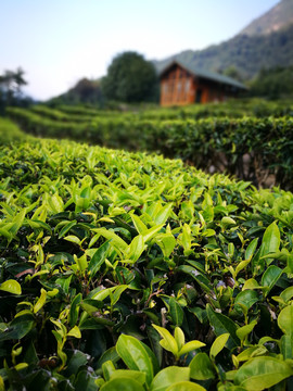 茶山
