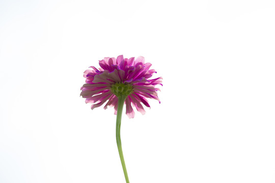 紫色格桑花