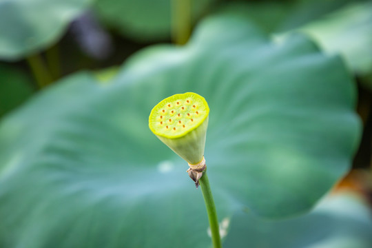莲蓬