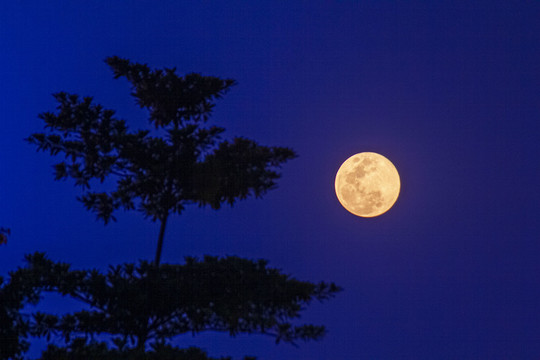 月亮挂树梢