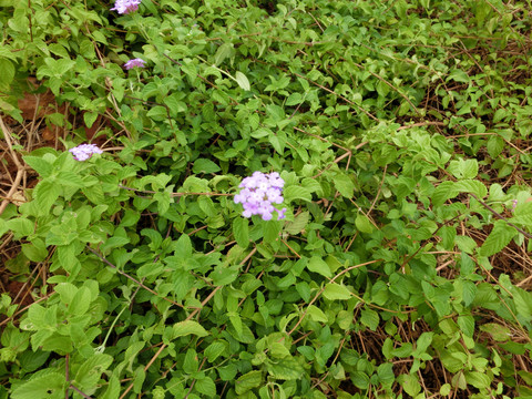 蔓马缨丹花