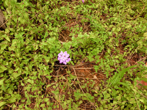 蔓马缨丹花