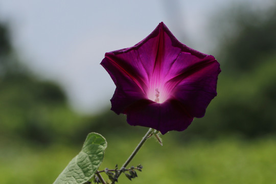 牵牛花碗公花喇叭花