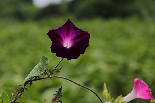 牵牛花碗公花喇叭花
