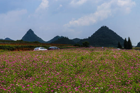 罗平花海百日菊格桑花
