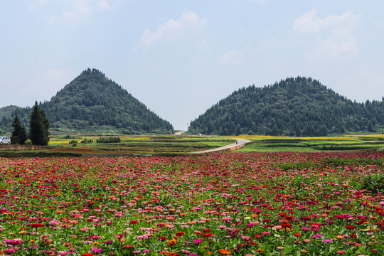 罗平花海百日菊格桑花