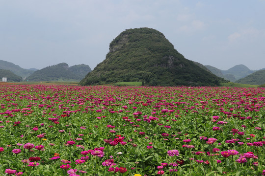 罗平花海百日菊格桑花