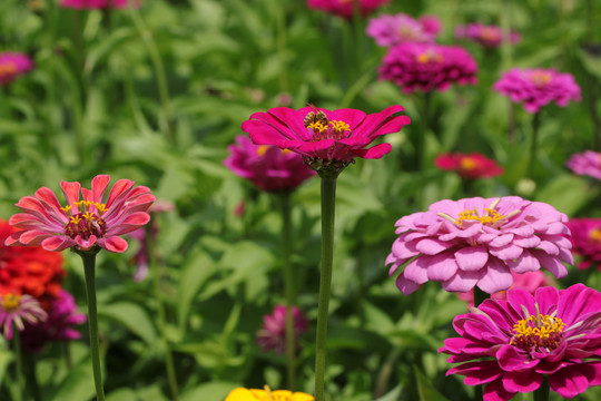 罗平花海百日菊格桑花