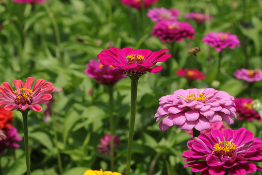 罗平花海百日菊格桑花