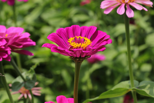 罗平花海百日菊格桑花