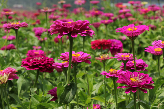 罗平花海百日菊格桑花