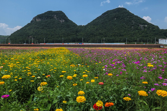 罗平花海百日菊格桑花