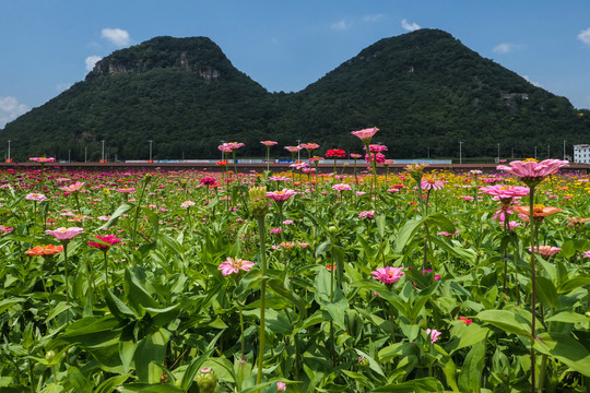 罗平花海百日菊格桑花