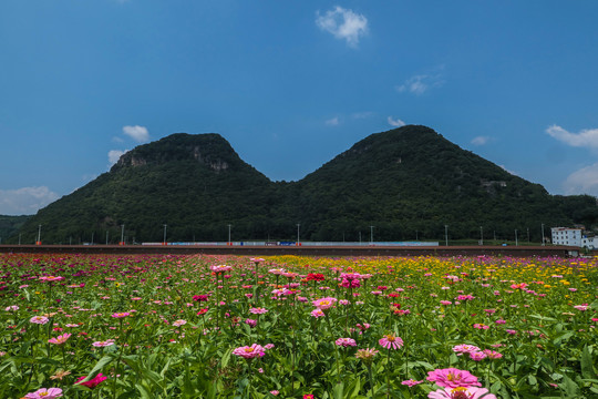 罗平花海百日菊格桑花