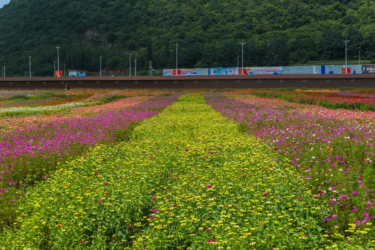 罗平花海百日菊格桑花