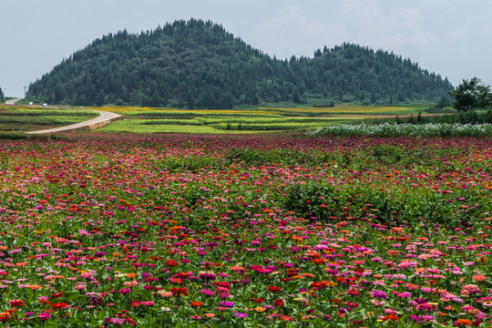 罗平花海百日菊格桑花