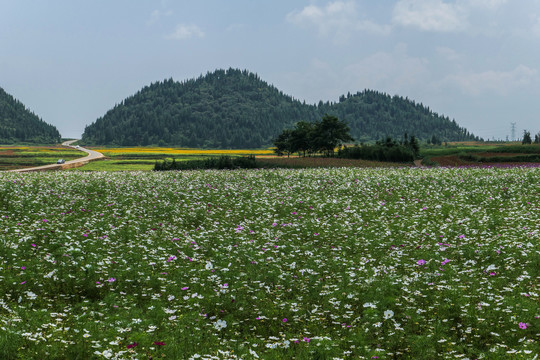 罗平花海百日菊格桑花