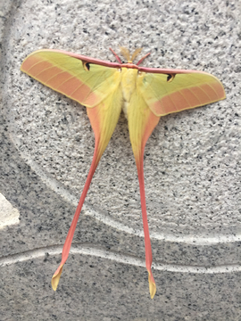 花豆虫蝶