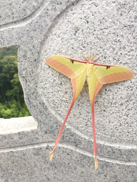 花豆虫蝶