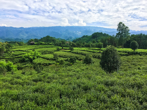 茶场茶园