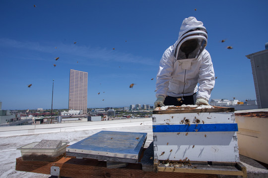 都市养蜂
