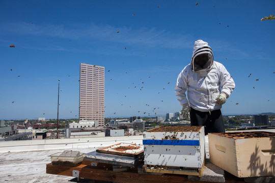 都市养蜂