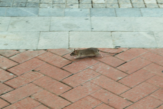 过街老鼠